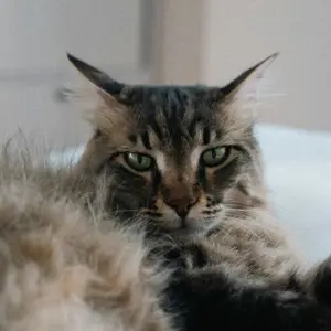 Een Maine Coon kat