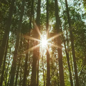 De zon gezien door bomen vanuit een bos